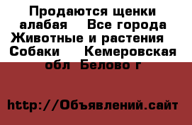 Продаются щенки алабая  - Все города Животные и растения » Собаки   . Кемеровская обл.,Белово г.